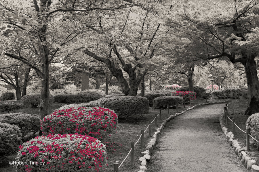 Kenrokuen Garden 4345 MC